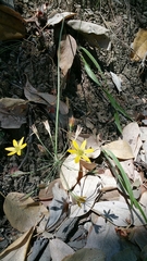 Triteleia ixioides ixioides