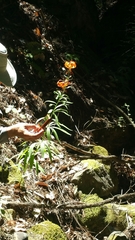 Lilium pardalinum pardalinum