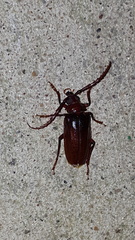 Prionus pocularis