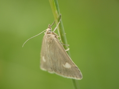 Udea alpinalis