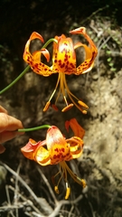 Lilium pardalinum pardalinum