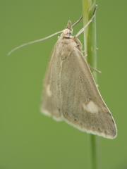Udea alpinalis