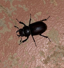 Lucanus mazama