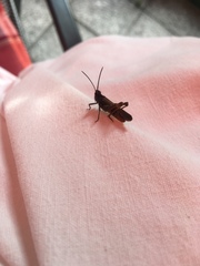 Chorthippus brunneus