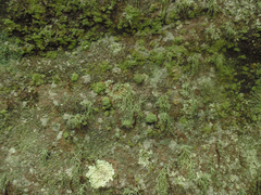 Usnea subscabrosa