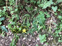 Hypericum montanum