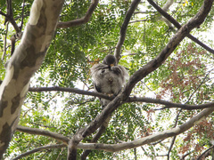 Rupornis magnirostris