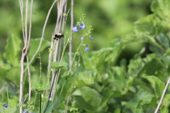 Bombus steindachneri