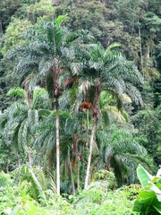 Bactris gasipaes