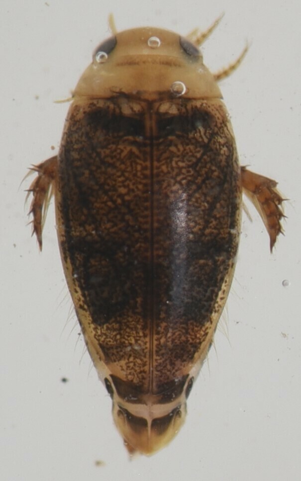 Laccophilus inornatus