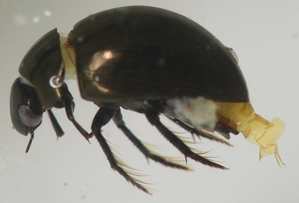 Regimbartia nilotica