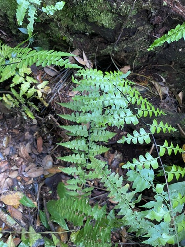 Asplenium nitidum observed 2024-12-12