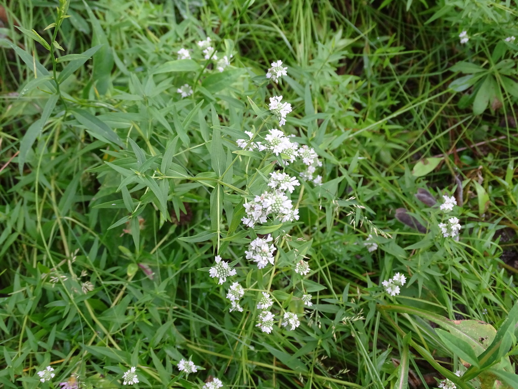 Pycnanthemum virginianum, High Park-Swansea, Toronto, ON, Canada
