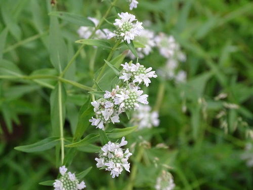 Pycnanthemum virginianum