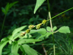 Carex brevior
