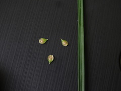 Carex brevior