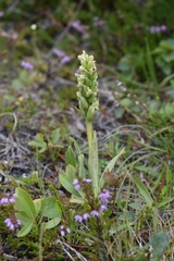 Platanthera hyperborea