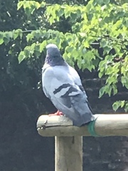Columba livia domestica