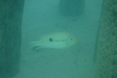 Cribroheros robertsoni