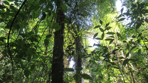 Cyathea fulva observed 2019-04-11