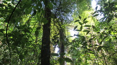Cyathea fulva