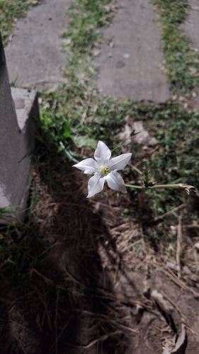 Image of Nicotiana longiflora by (c) Gonzalo Roget, some rights reserved (CC BY)
