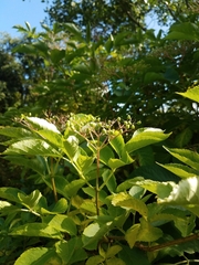 Sambucus nigra