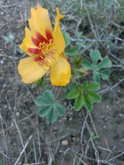 Cochlospermum wrightii