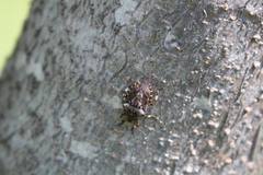 Apateticus lineolatus