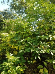 Sambucus nigra