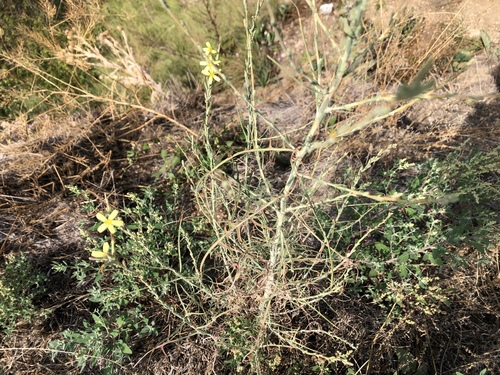 Lactuca viminea (Lactuca viminea)