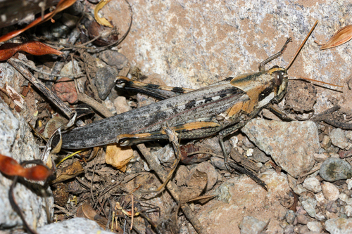 Gray Bird Grasshopper photo 6