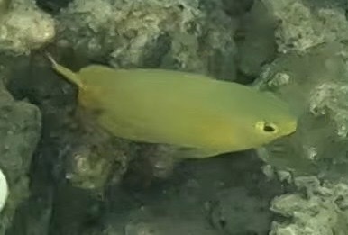 Lemon Damsel — seen at this dive site