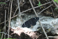 Chlosyne janais marianna