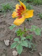 Cochlospermum wrightii