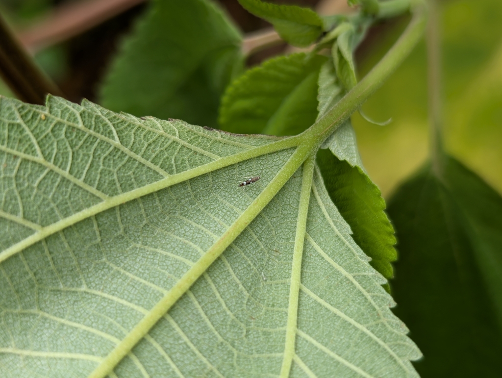 Philodoria pipturiella