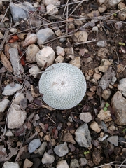 Epithelantha ilariae