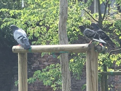 Columba livia domestica