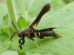 Vitacea polistiformis