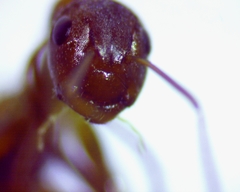 Camponotus snellingi