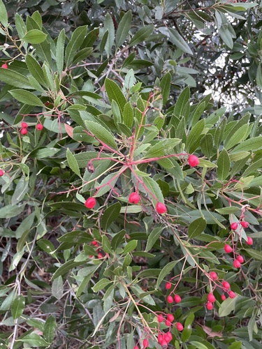 iNaturalist observation photo of Toyon