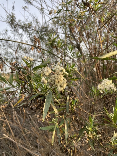 iNaturalist observation photo of mule fat