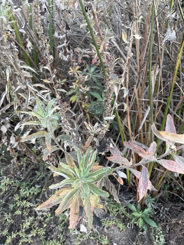 iNaturalist observation photo of California mugwort