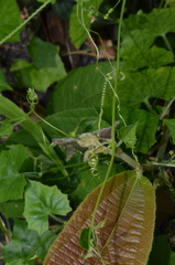Scopellaria marginata penangense