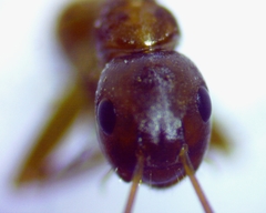 Camponotus snellingi