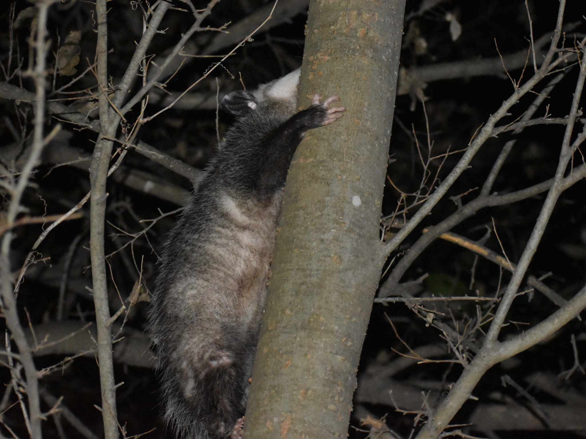 Didelphis virginiana<br>23 December, 2024