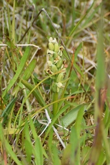 Platanthera hyperborea