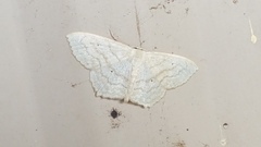 Scopula umbilicata