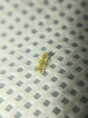 Protalebrella conica