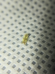 Protalebrella conica